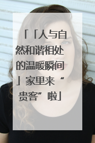「人与自然和谐相处的温暖瞬间」家里来“贵客”啦