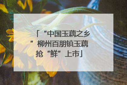 “中国玉藕之乡”柳州百朋镇玉藕抢“鲜”上市