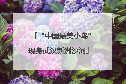 “中国最美小鸟”现身武汉新洲沙河