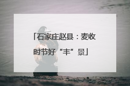 石家庄赵县：麦收时节好“丰”景