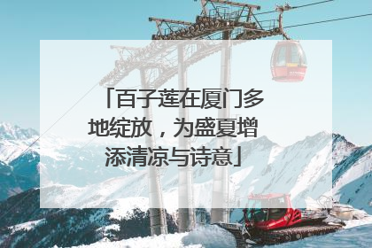 百子莲在厦门多地绽放，为盛夏增添清凉与诗意
