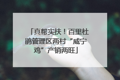 真帮实扶！百里杜鹃管理区两村“威宁鸡”产销两旺