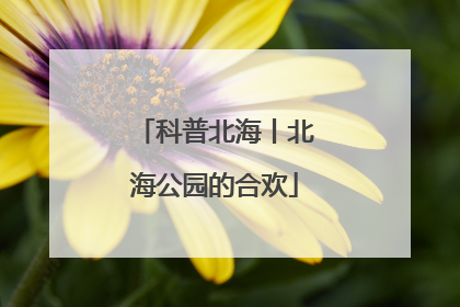 科普北海丨北海公园的合欢