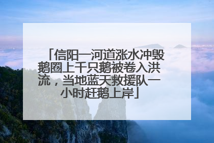 信阳一河道涨水冲毁鹅圈上千只鹅被卷入洪流，当地蓝天救援队一小时赶鹅上岸