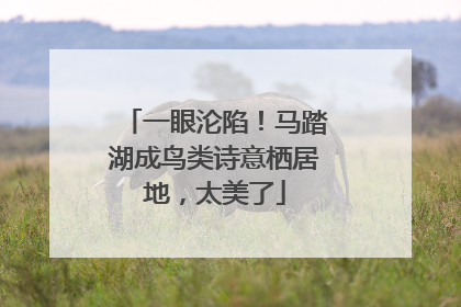 一眼沦陷！马踏湖成鸟类诗意栖居地，太美了