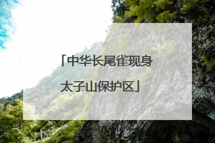 中华长尾雀现身太子山保护区