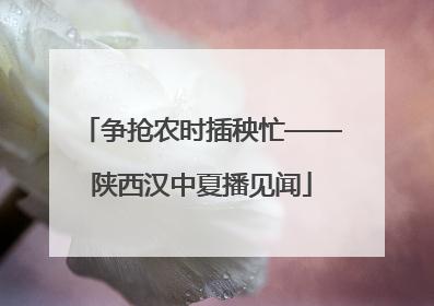 争抢农时插秧忙——陕西汉中夏播见闻