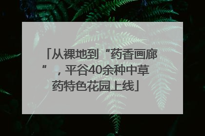 从裸地到“药香画廊”，平谷40余种中草药特色花园上线