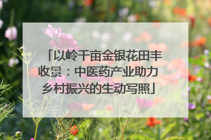 以岭千亩金银花田丰收景：中医药产业助力乡村振兴的生动写照