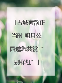 古城荷韵正当时 明月公园邀您共赏“别样红”