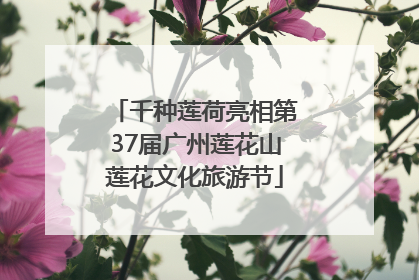 千种莲荷亮相第37届广州莲花山莲花文化旅游节