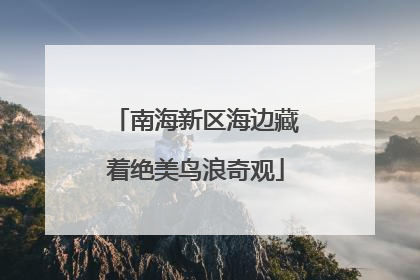 南海新区海边藏着绝美鸟浪奇观