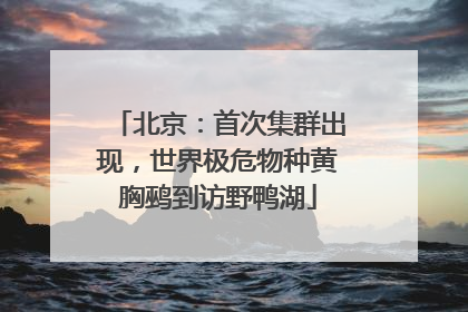 北京：首次集群出现，世界极危物种黄胸鹀到访野鸭湖