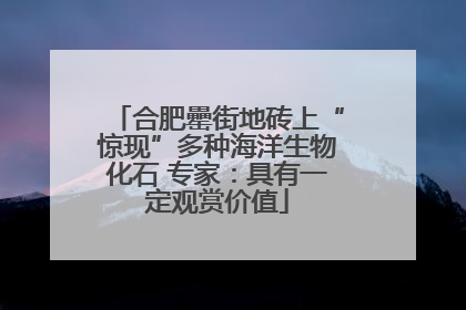 合肥罍街地砖上“惊现”多种海洋生物化石 专家：具有一定观赏价值