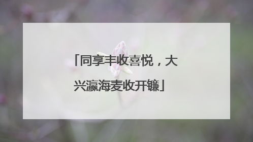 同享丰收喜悦，大兴瀛海麦收开镰
