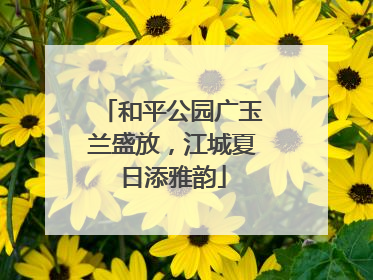 和平公园广玉兰盛放，江城夏日添雅韵