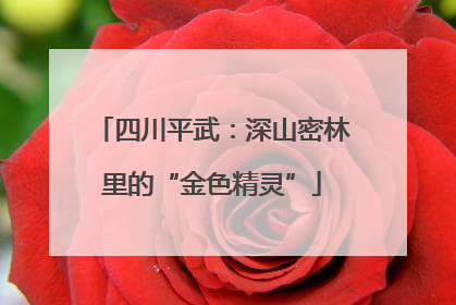 四川平武：深山密林里的“金色精灵”