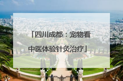 四川成都：宠物看中医体验针灸治疗