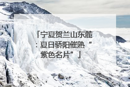 宁夏贺兰山东麓：夏日骄阳催熟“紫色名片”