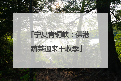 宁夏青铜峡：供港蔬菜迎来丰收季