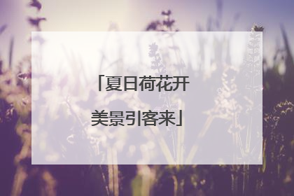 夏日荷花开 美景引客来
