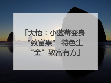 大悟：小蓝莓变身“致富果” 特色生“金”致富有方