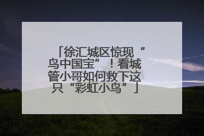 徐汇城区惊现“鸟中国宝”！看城管小哥如何救下这只“彩虹小鸟”