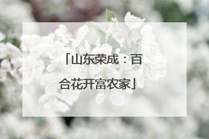 山东荣成：百合花开富农家