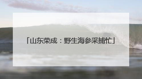 山东荣成：野生海参采捕忙