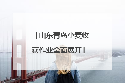 山东青岛小麦收获作业全面展开