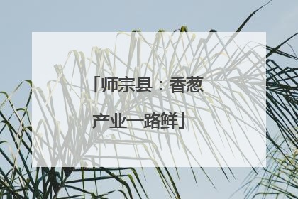 师宗县：香葱产业一路鲜