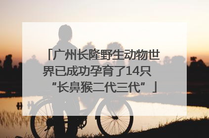 广州长隆野生动物世界已成功孕育了14只“长鼻猴二代三代”