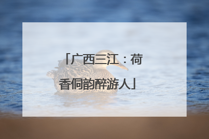 广西三江：荷香侗韵醉游人