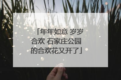 年年如意 岁岁合欢 石家庄公园的合欢花又开了