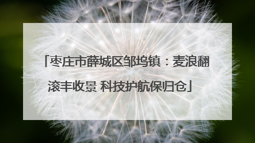 枣庄市薛城区邹坞镇：麦浪翻滚丰收景 科技护航保归仓