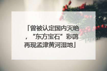 曾被认定国内灭绝，“东方宝石”彩鹮再现孟津黄河湿地