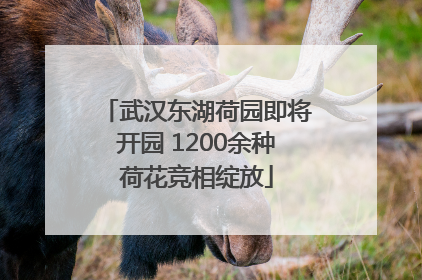 武汉东湖荷园即将开园 1200余种荷花竞相绽放
