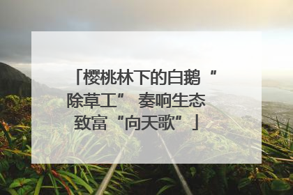 樱桃林下的白鹅“除草工” 奏响生态致富“向天歌”