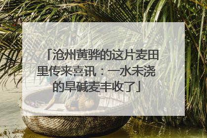 沧州黄骅的这片麦田里传来喜讯：一水未浇的旱碱麦丰收了