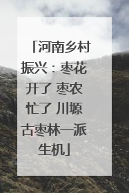 河南乡村振兴：枣花开了 枣农忙了 川塬古枣林一派生机