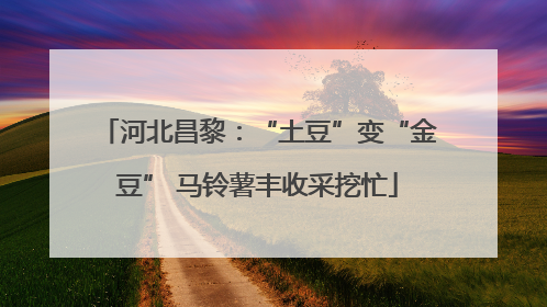 河北昌黎：“土豆”变“金豆” 马铃薯丰收采挖忙