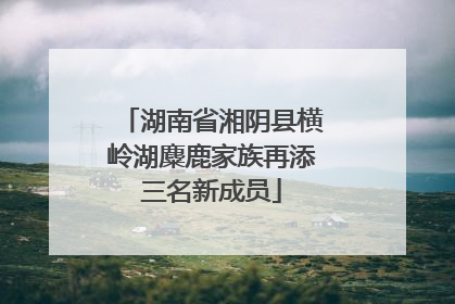 湖南省湘阴县横岭湖麋鹿家族再添三名新成员
