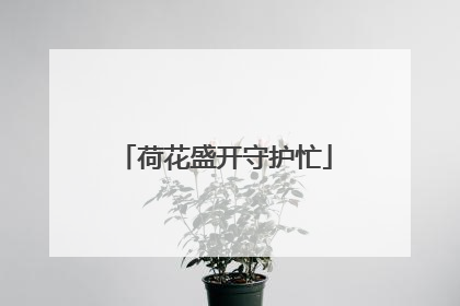荷花盛开守护忙