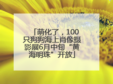 萌化了，100只狗狗海上肖像摄影展6月中旬“黄海明珠”开放