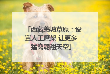 西藏羌塘草原：设置人工鹰架 让更多猛禽翱翔天空