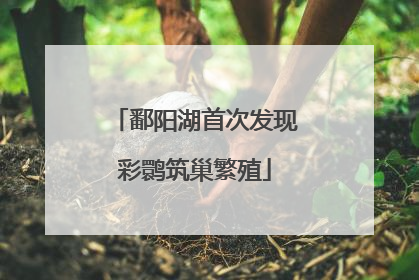 鄱阳湖首次发现彩鹮筑巢繁殖