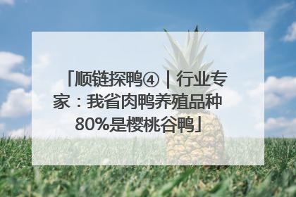 顺链探鸭④｜行业专家：我省肉鸭养殖品种80%是樱桃谷鸭