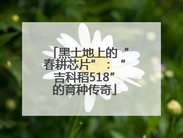 黑土地上的“春耕芯片”：“吉科稻518”的育种传奇