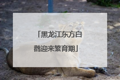 黑龙江东方白鹳迎来繁育期